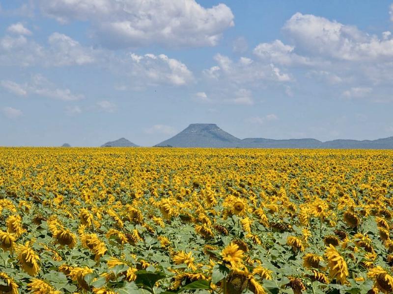 0 Bedroom Property for Sale in Bloemfontein Rural Free State